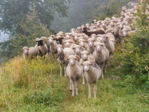 kudde schapen zonder autonomie